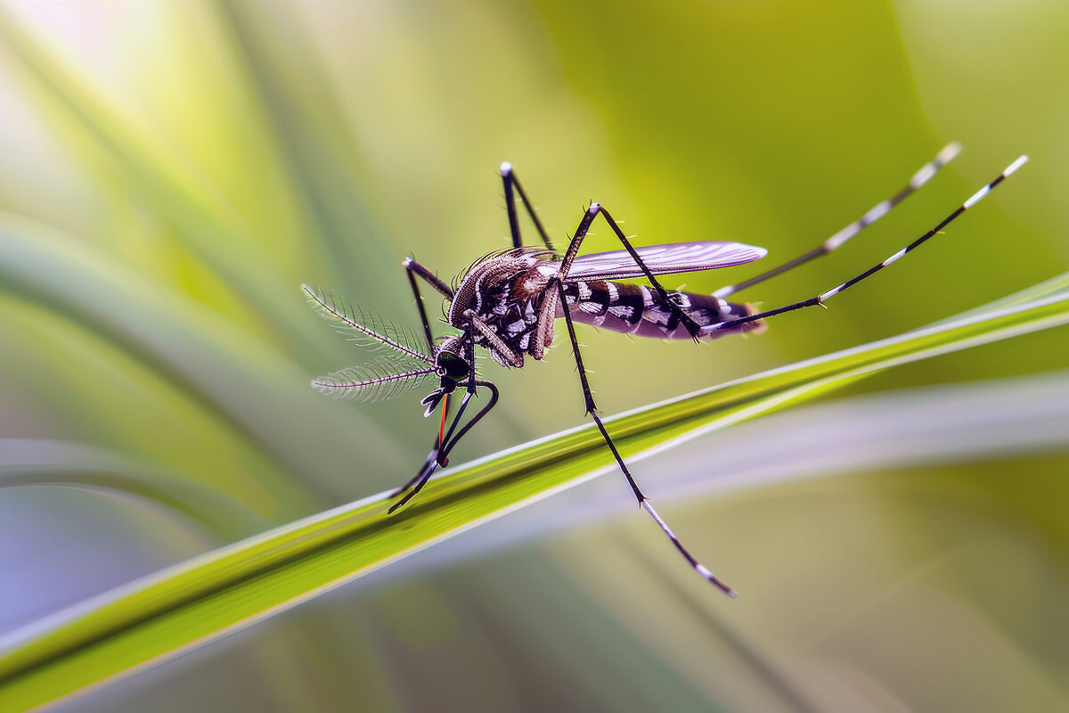 Mosquito Control Bengaluru