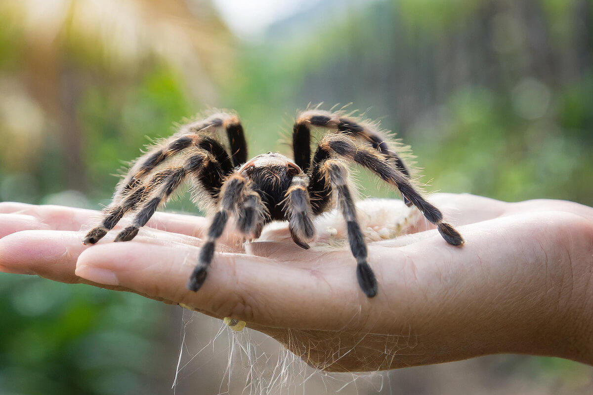 Spider Control Bengaluru