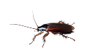 Pest Control Experts