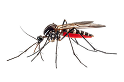 Residential Commercial Pest Control